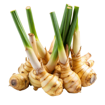 Galangal