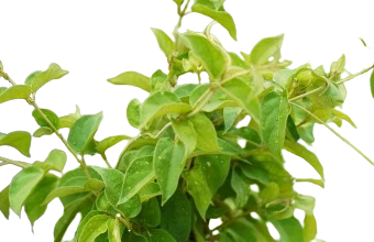 Gymnema